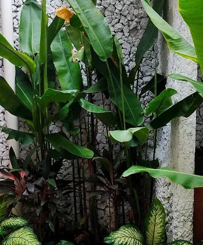 Tegal Uma By Maha Bali